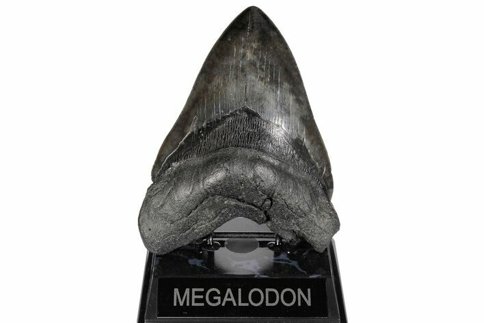 Huge, 5.71" Fossil Megalodon Tooth - South Carolina
